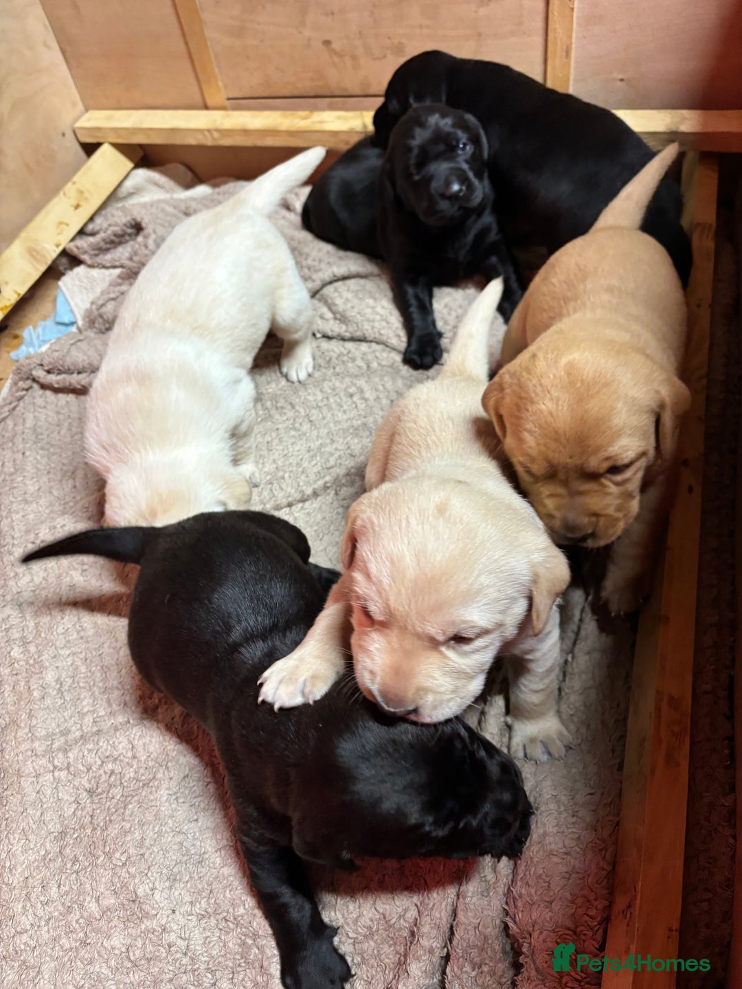 Labrador Retriever dogs for sale: Beautiful health tested Labrador puppies  - Advert 5