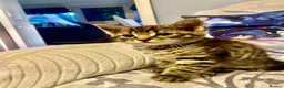 Mixed Breed cats for sale: 7 lovely kittens 4 chaps and 3 ladies - Advert 17
