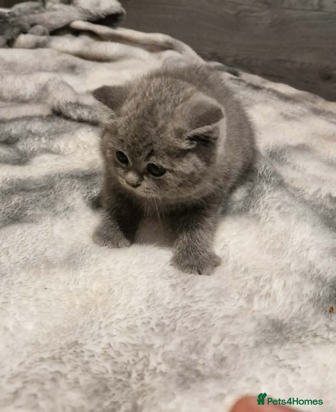 British Shorthair cats British Shorthair Pedigree Kittens  - Advert 1