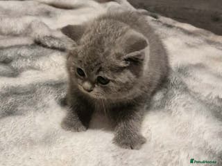 British Shorthair cats British Shorthair Pedigree Kittens - Advert 1