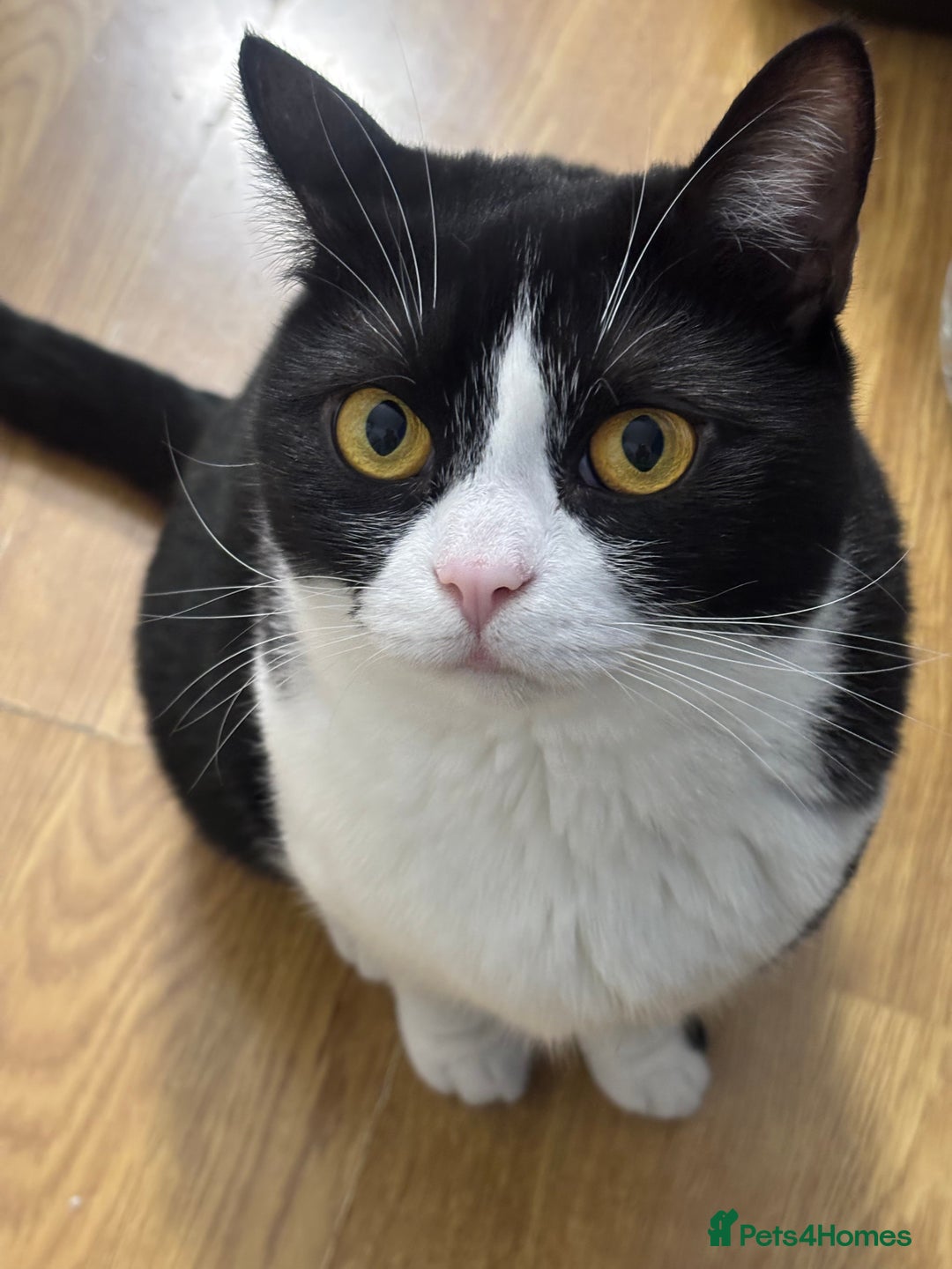 Mixed Breed cats for sale: Canela - Advert 4