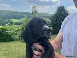 Cocker Spaniel dogs Very well-bred working Cocker available - Advert 10