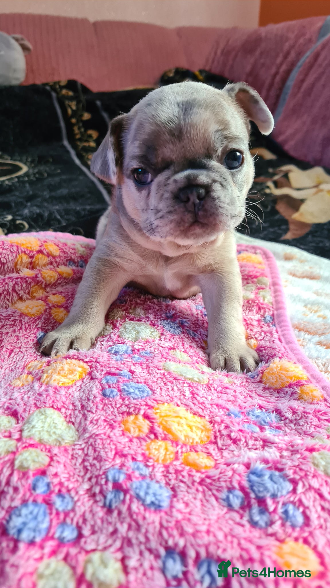 French Bulldog dogs for sale: French bulldog - Advert 7