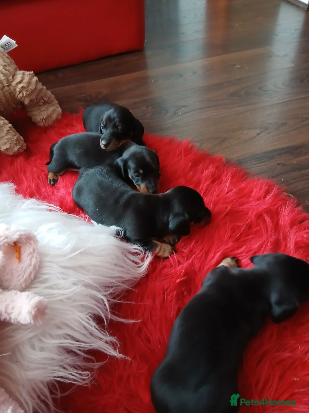 Dachshund dogs for sale: Sweet puppys in Taunton - Advert 2