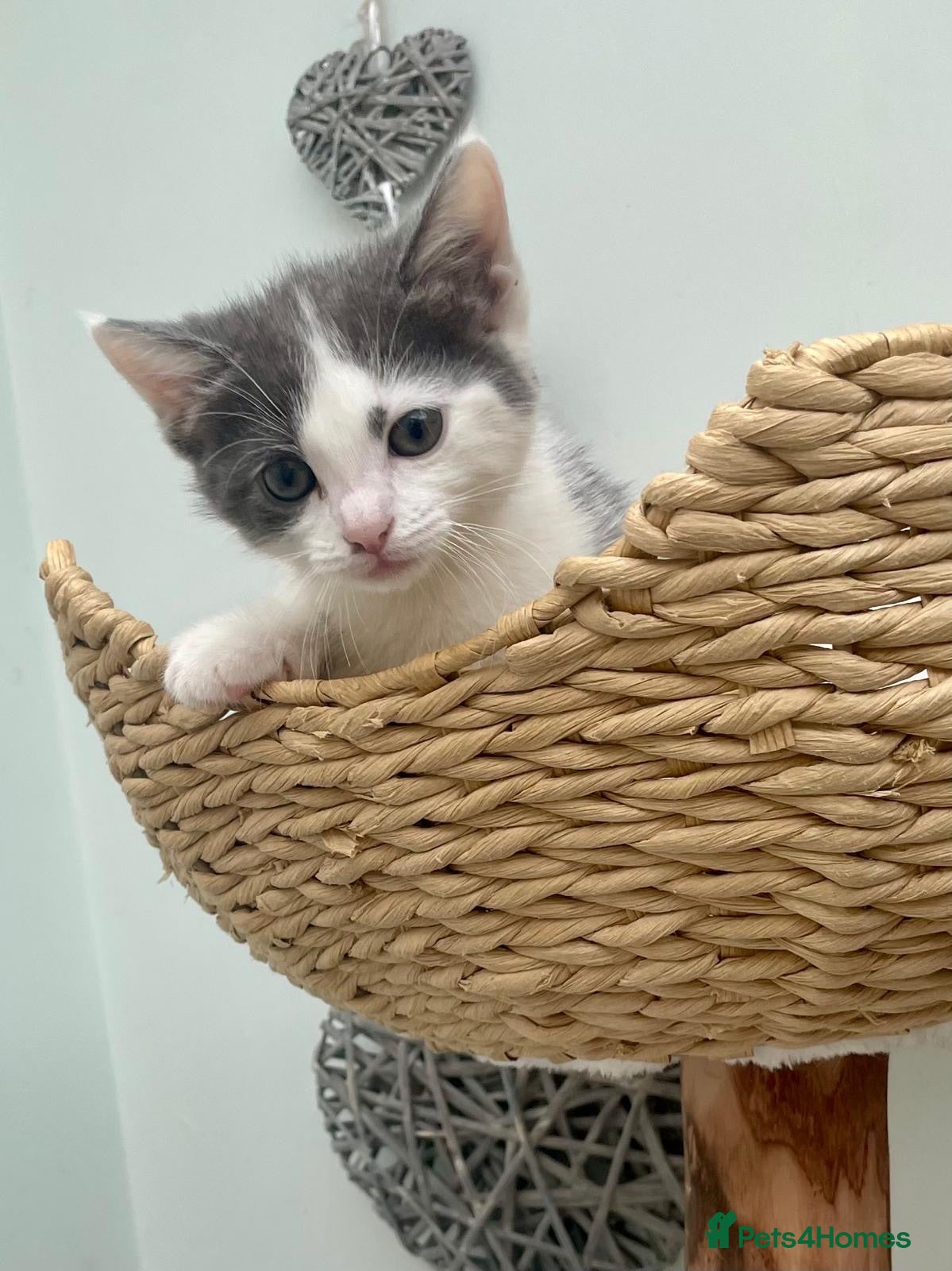 Mixed Breed cats Affectionate, Playful Ragdoll Cross Kittens - Advert 1