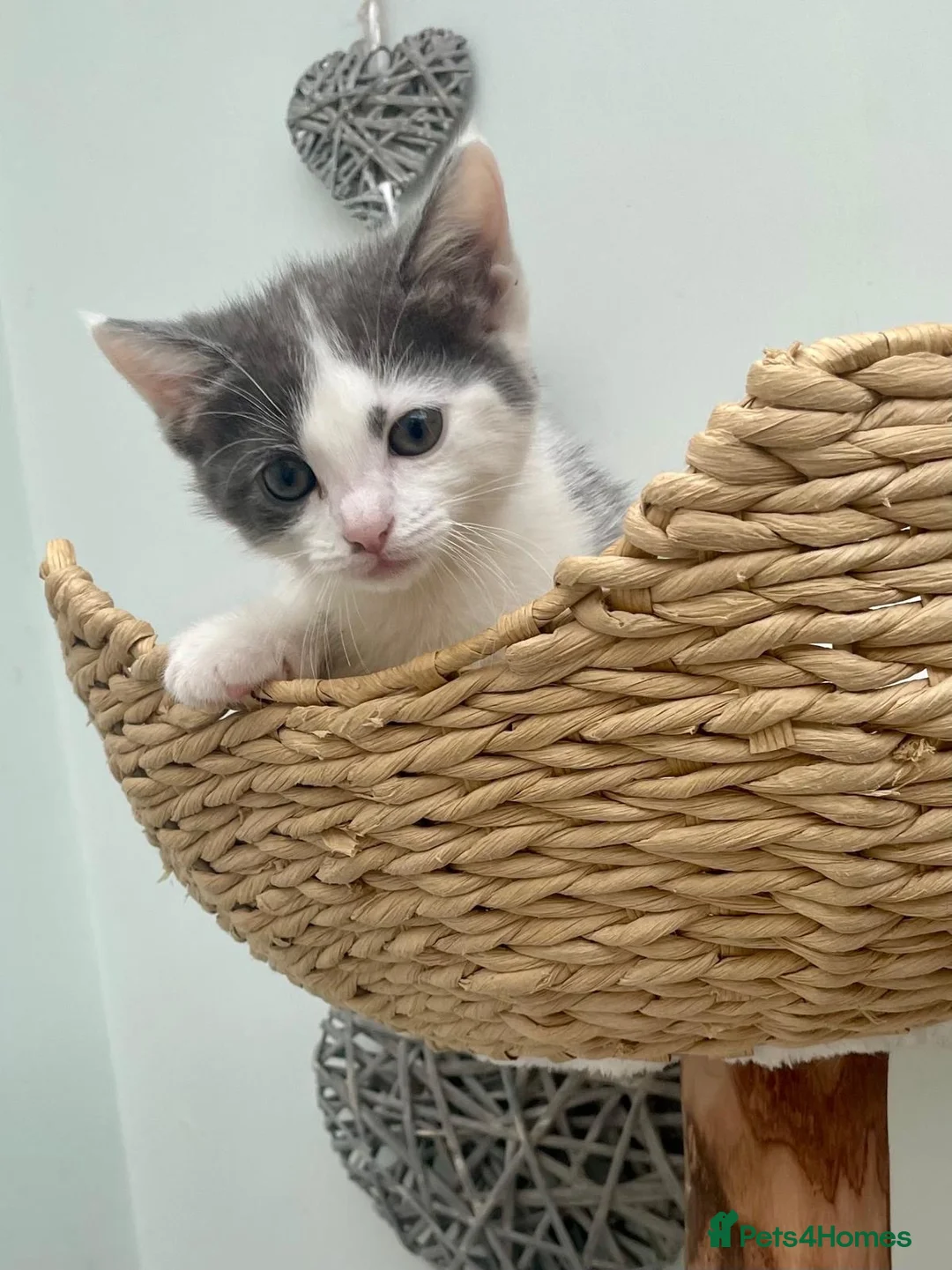 Mixed Breed cats for sale: Affectionate, Playful Ragdoll Cross Kittens - Advert 1