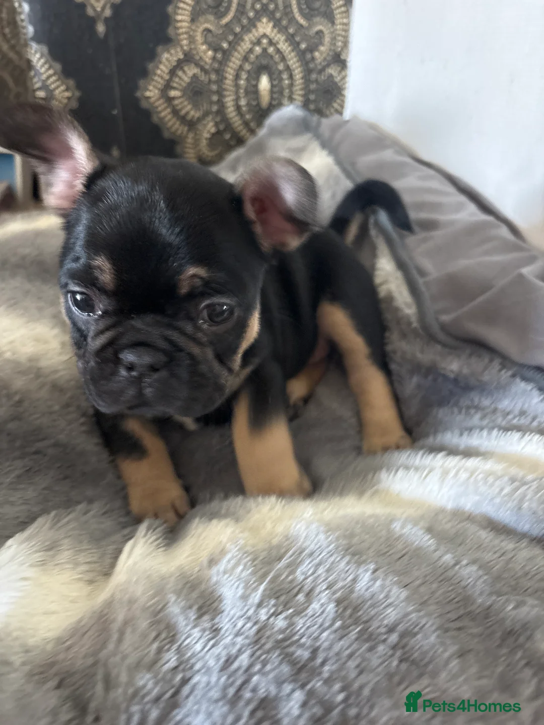 French Bulldog dogs for sale: 7 Beautiful French Bulldogs. - Advert 11