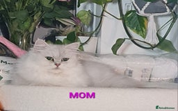 Persian cats for sale: 2 girls left!Ready now! Persian Chinchilla kittens - Image 10