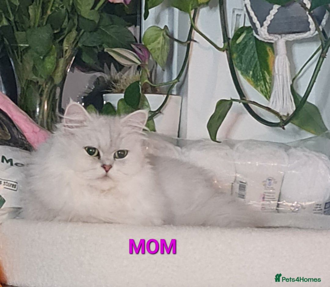 Persian cats for sale: 2 girls left!Ready now! Persian Chinchilla kittens - Image 10
