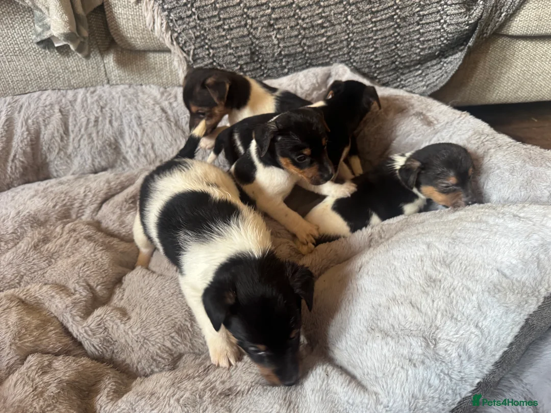 Jack Russell dogs for sale: 🌟Tri-coloured Mini Jack Russells🌟 - Advert 10