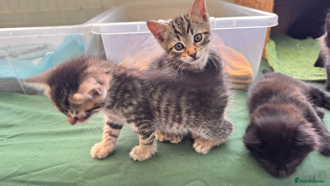 Mixed Breed cats for sale: Beautiful kittens 🐈‍⬛  - Advert 17