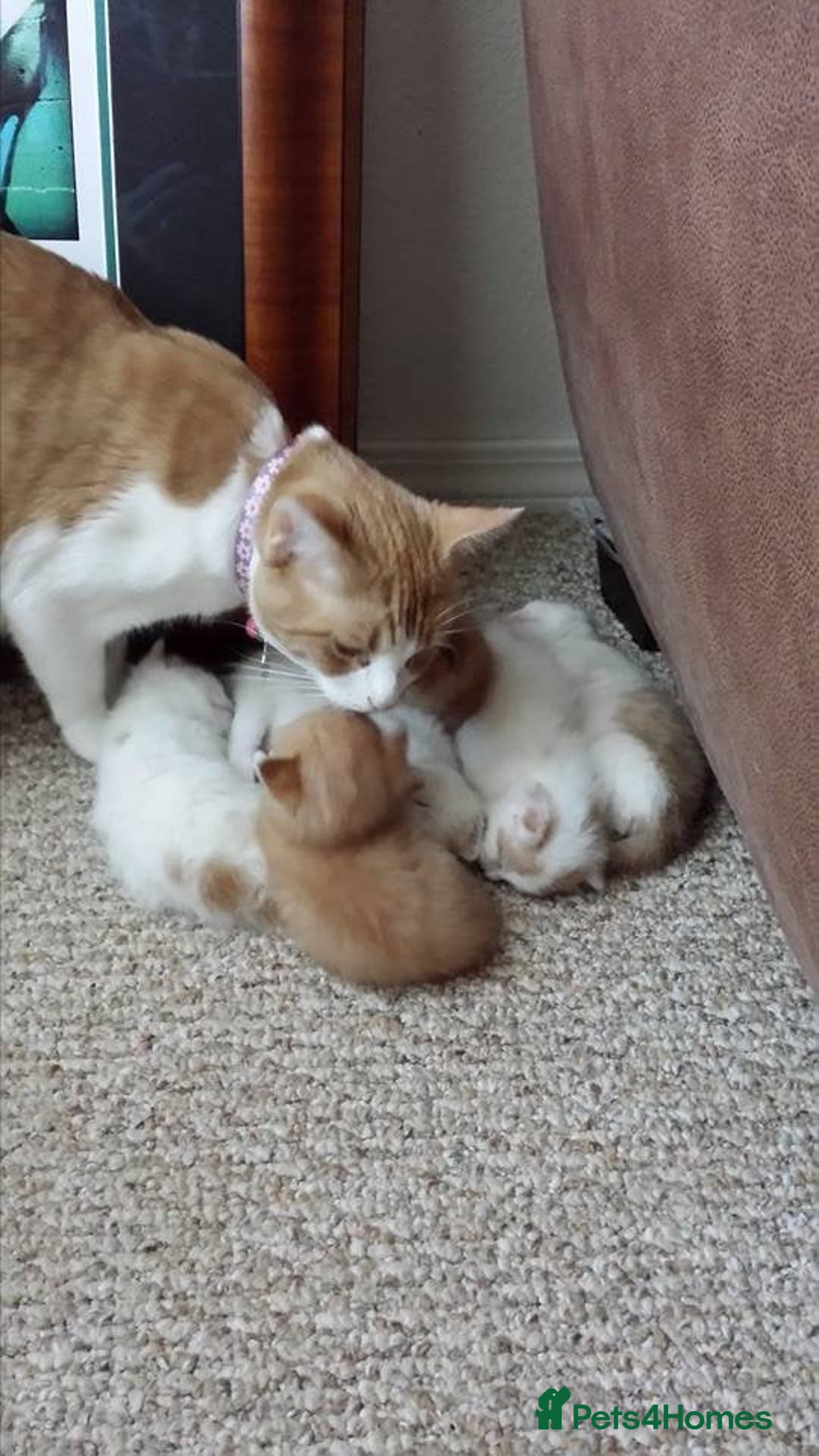 Domestic Shorthair cats for sale: 2x kittens male and female  - Image 4
