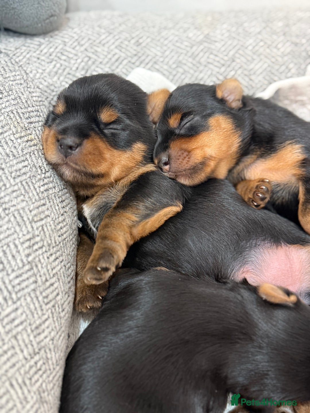 Yorkshire Terrier dogs for sale: YORKSHIRE TERRIER PUPPIES  - Advert 12