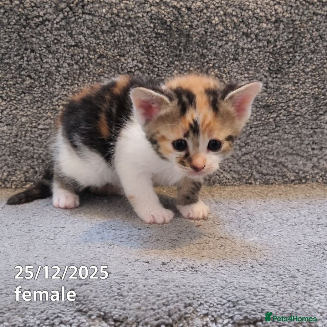 Mixed Breed cats for sale: Beautiful Kittens for Sale – 3 Females & 3 Males - Advert 20