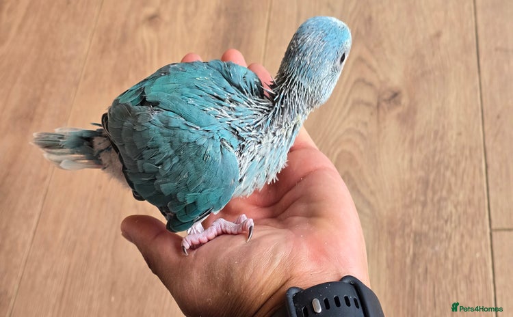 Ringnecks birds - Advert 3