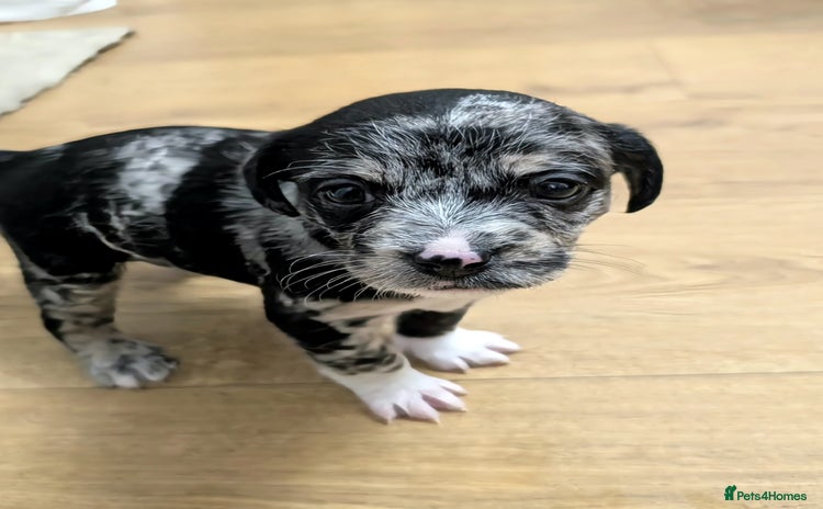 Mixed Breed dogs - Advert 1