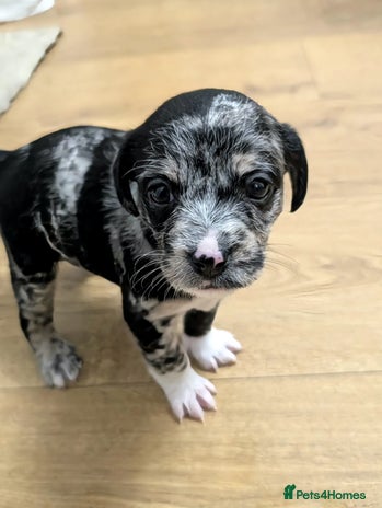 Mixed Breed dogs - Advert 12