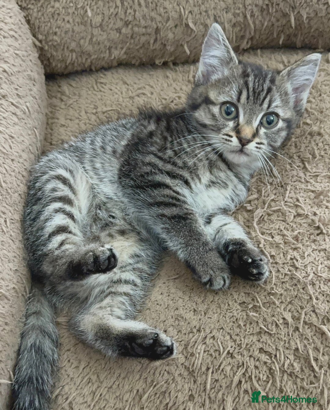 Mixed Breed cats for sale: Beautiful Kittens Ready for a Loving Home 🐾 - Advert 18