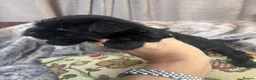 Miniature Schnauzer dogs for sale: Beautiful KC Miniature Schnauzers Black - Advert 15