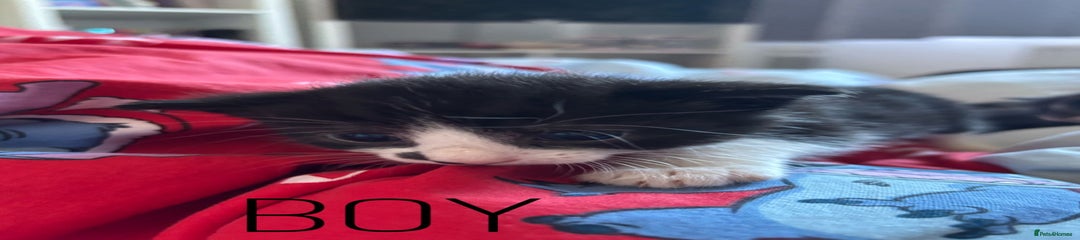 British Shorthair Kitten 2