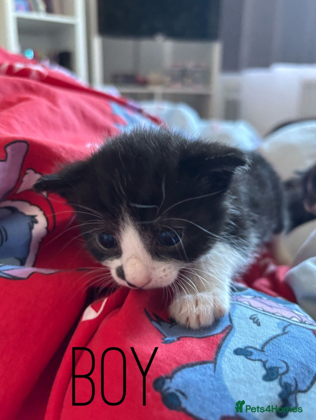 British Shorthair cats for sale: 4 beautiful kittens for sale  - Advert 15