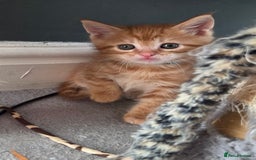 Maine Coon cats for sale: Stunning Maine Coon Kittens - Ready NOW -  - Image 3