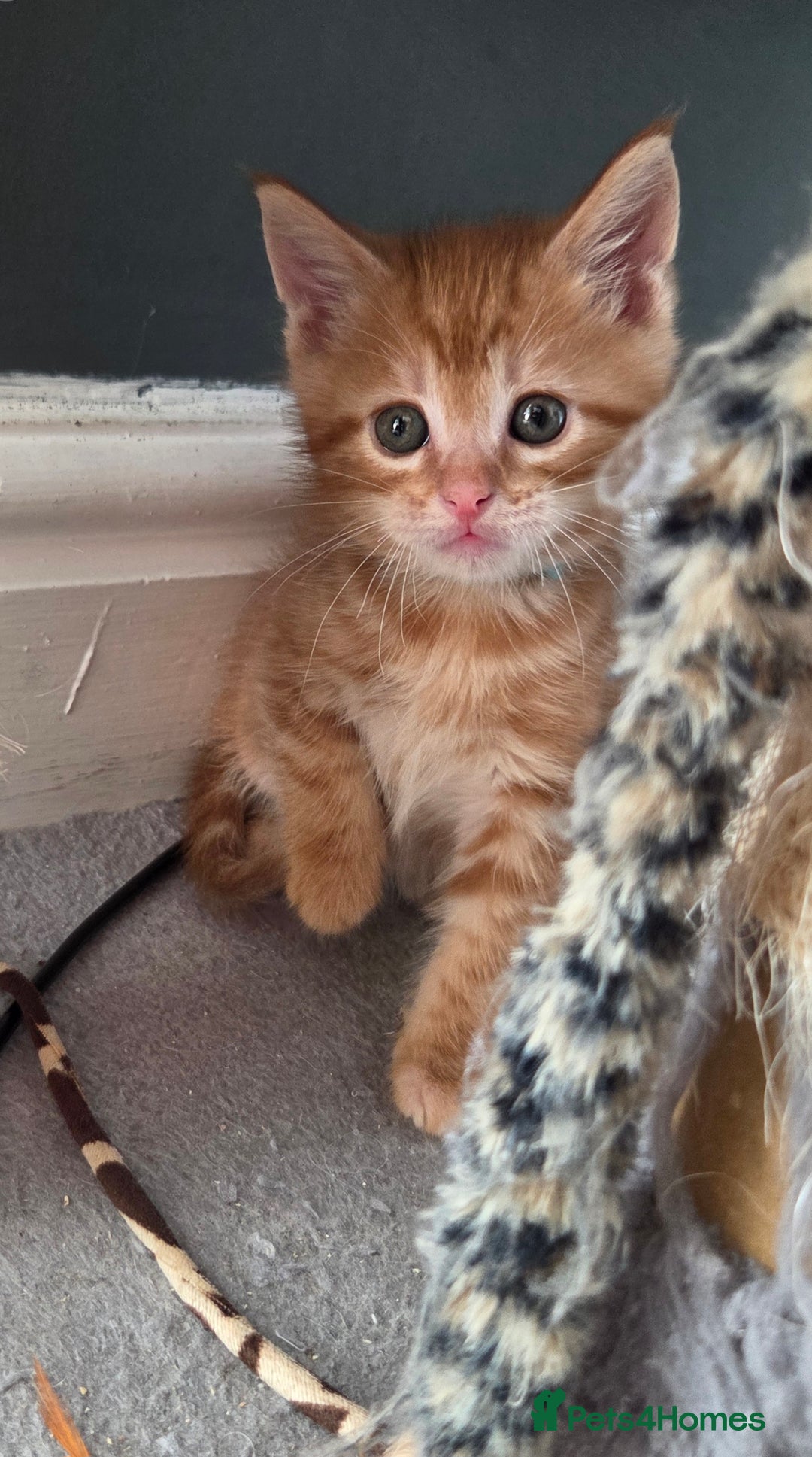 Maine Coon cats for sale: Stunning Maine Coon Kittens - Ready NOW -  - Image 3