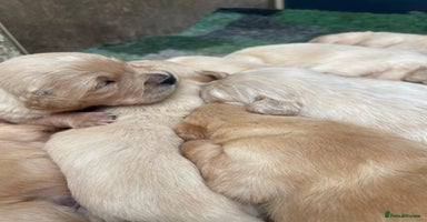 Golden Retriever dogs - Advert 4