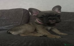 French Bulldog dogs for sale: 🐾Stunning French BullDog Puppies - Image 10