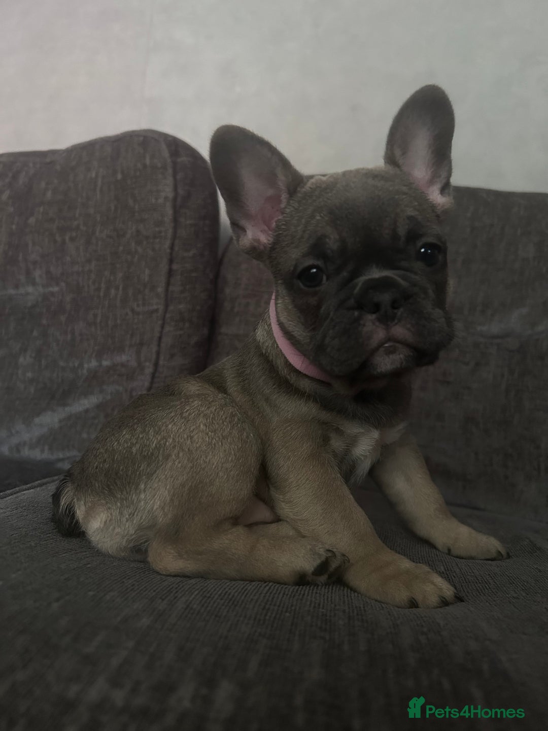 French Bulldog dogs for sale: 🐾Stunning French BullDog Puppies - Image 10