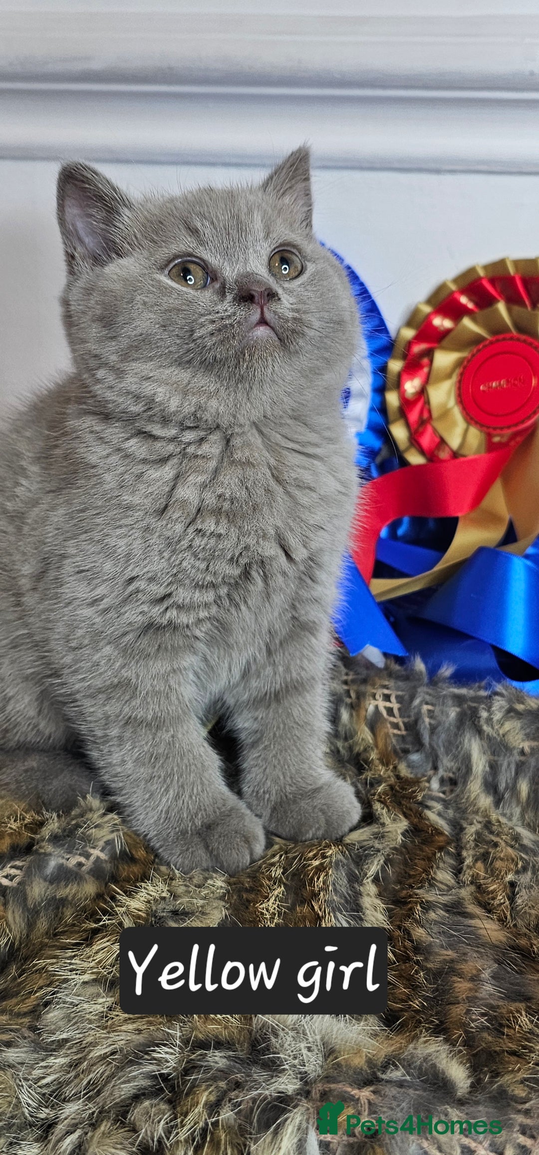 British Shorthair cats for sale: British short hair kittens - Advert 20