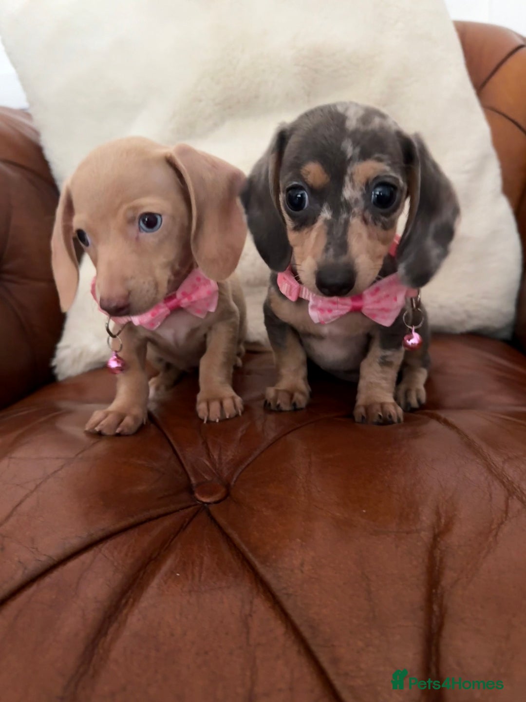 Miniature Dachshund dogs for sale: Beautiful Mini Dachshund Pups 🐶 5 Star ⭐ Breeder - Image 12