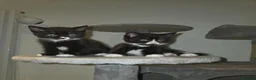 British Shorthair cats for sale: Gorgeous BSH cross Black & White Kittens  - Advert 15