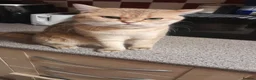 British Shorthair cats for sale: ✨🧡 MALE BRITISH SHORTHAIR 🧡✨ - Advert 10