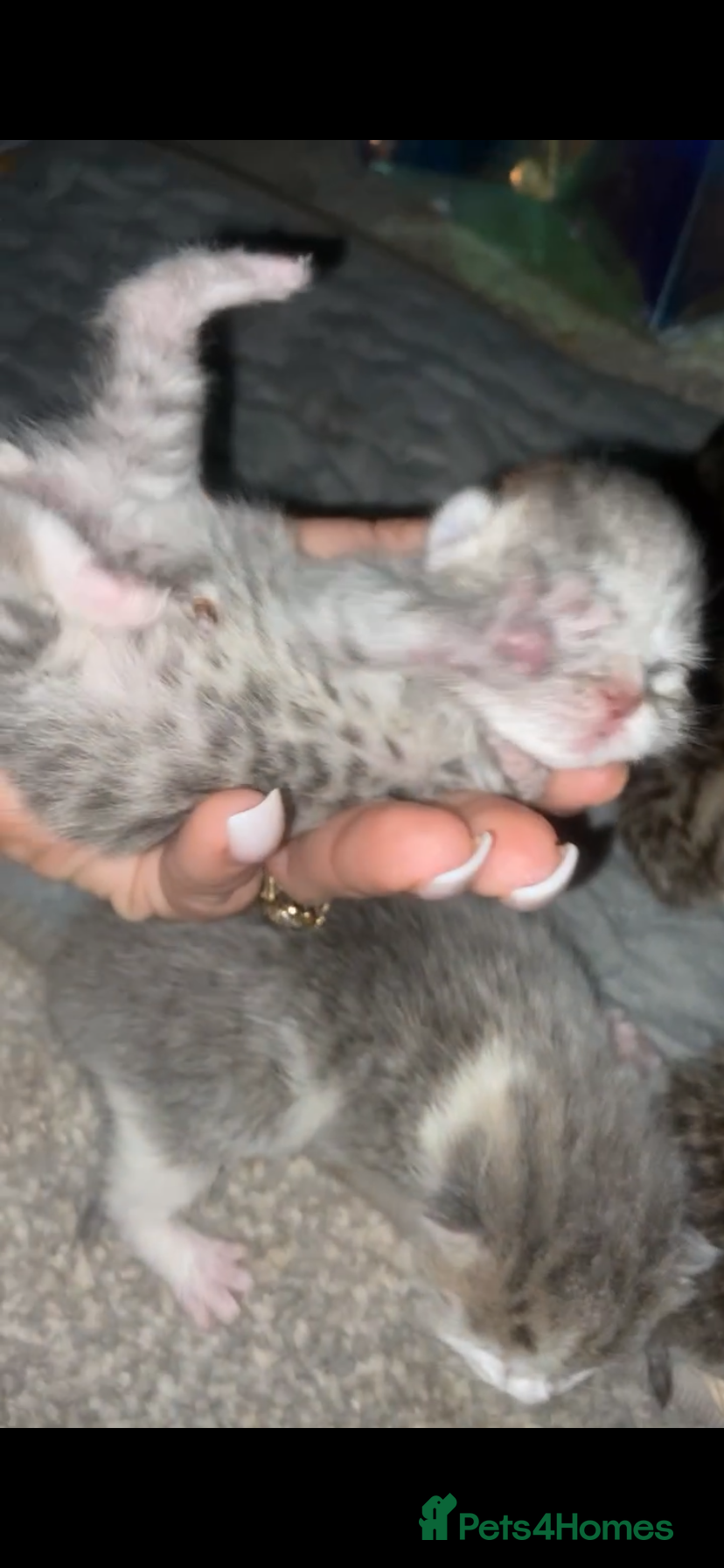 Mixed Breed cats 6 x Stunning Mixed Bengal/British Shorthair Cross  - Advert 1