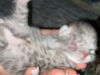 Mixed Breed cats 6 x Stunning Mixed Bengal/British Shorthair Cross - Advert 1