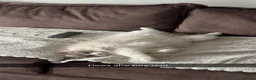 Ragdoll cats for sale: Female ragdoll  - Advert 3