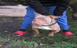 American Bulldog dogs for sale: Pocket bully 2 years old - Image 2