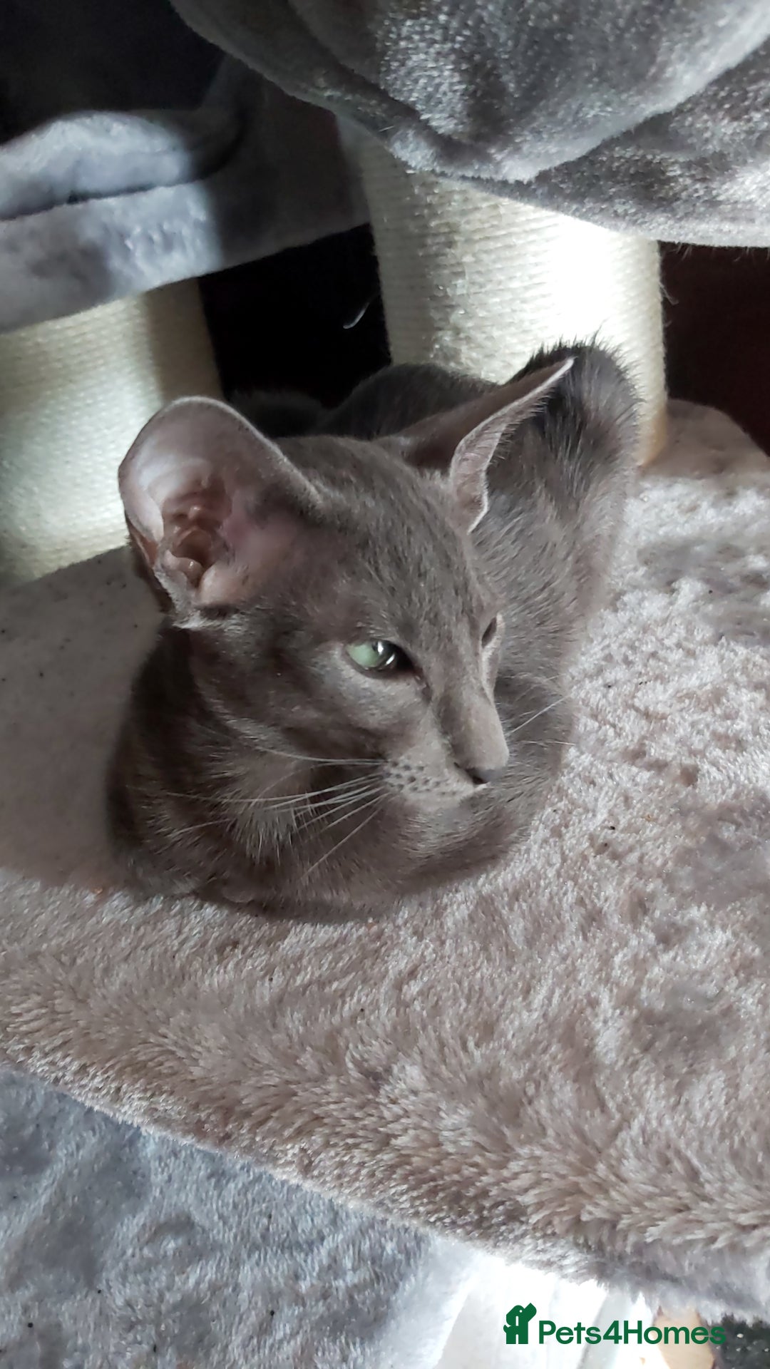 Oriental cats for sale: Full Pedigree Oriental 1 Kitten XL size ears GCCF in Biggleswade - Image 15