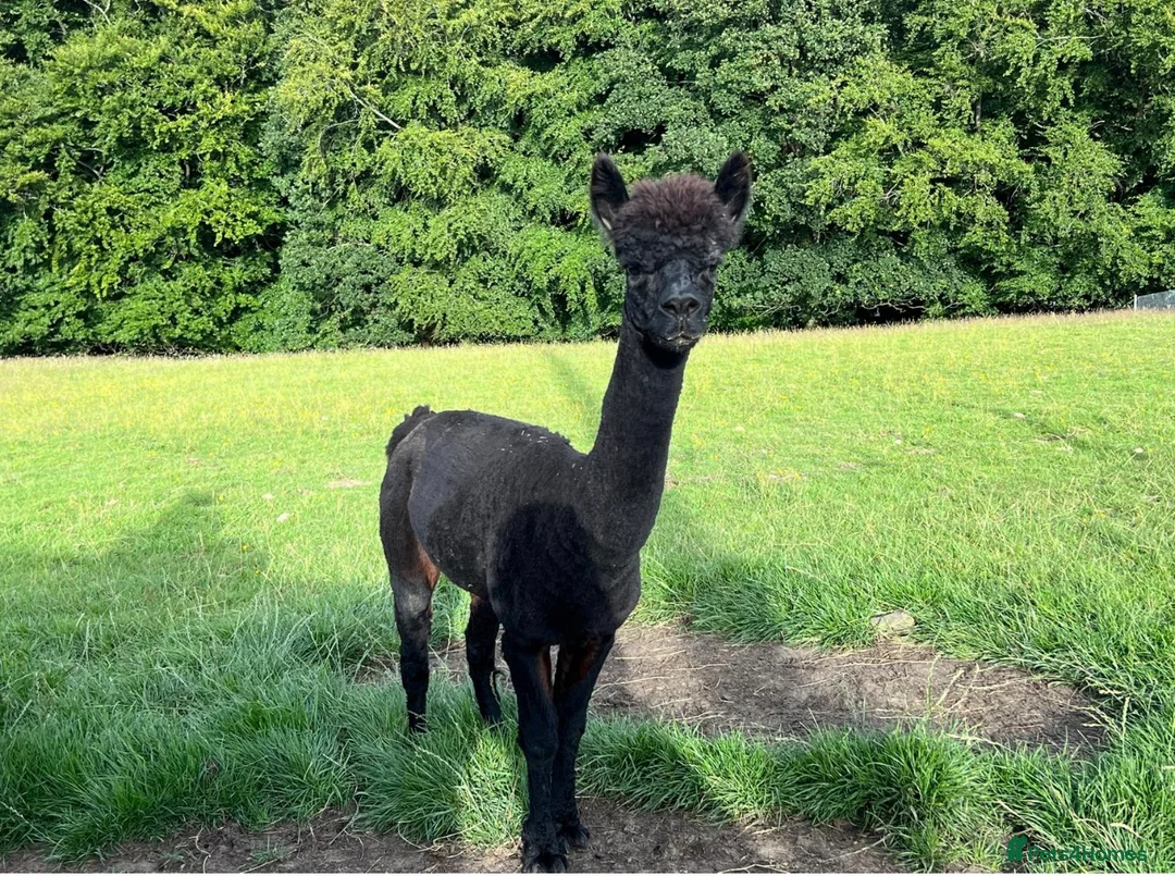 Alpaca livestock for sale: 4 male alpacas - Advert 4