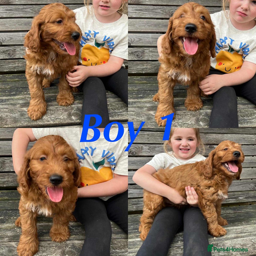 Irish Doodle dogs for sale: IRISH DOODLE puppies for sale - Image 4
