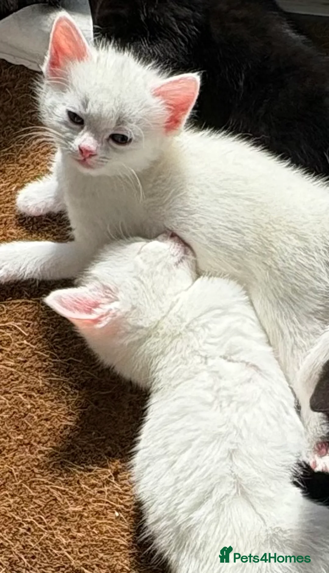 Bengal cats for sale: Turkish Angolan beautiful kittens  in Beckenham - Advert 2