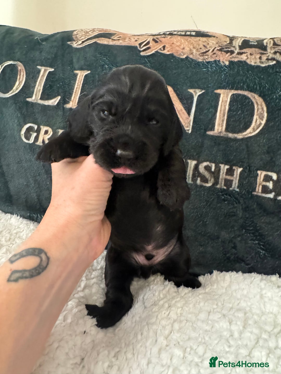 Cocker Spaniel dogs for sale: A gorgeous litter of WCS - Advert 5