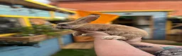 Harlequin rabbits for sale: Harlequin/ Rex baby bunnies  - Advert 9