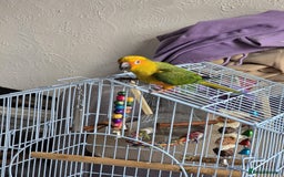 Parrots birds for sale: jenday conure parrot - Image 2