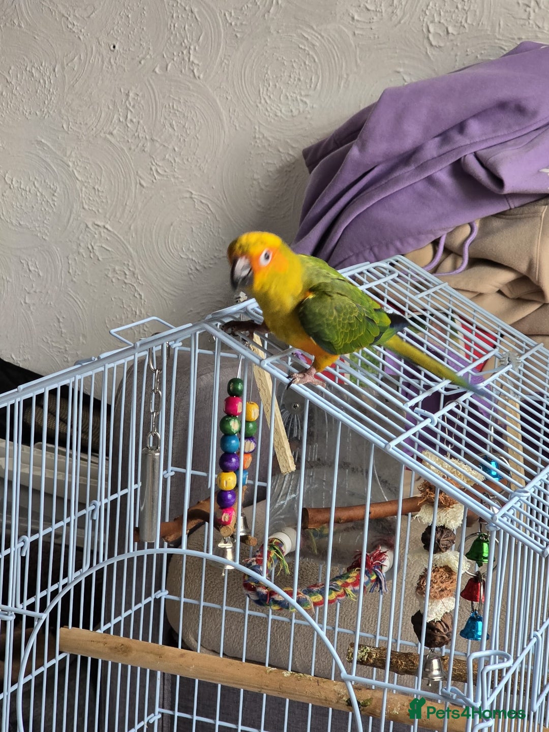 Parrots birds for sale: jenday conure parrot - Image 2