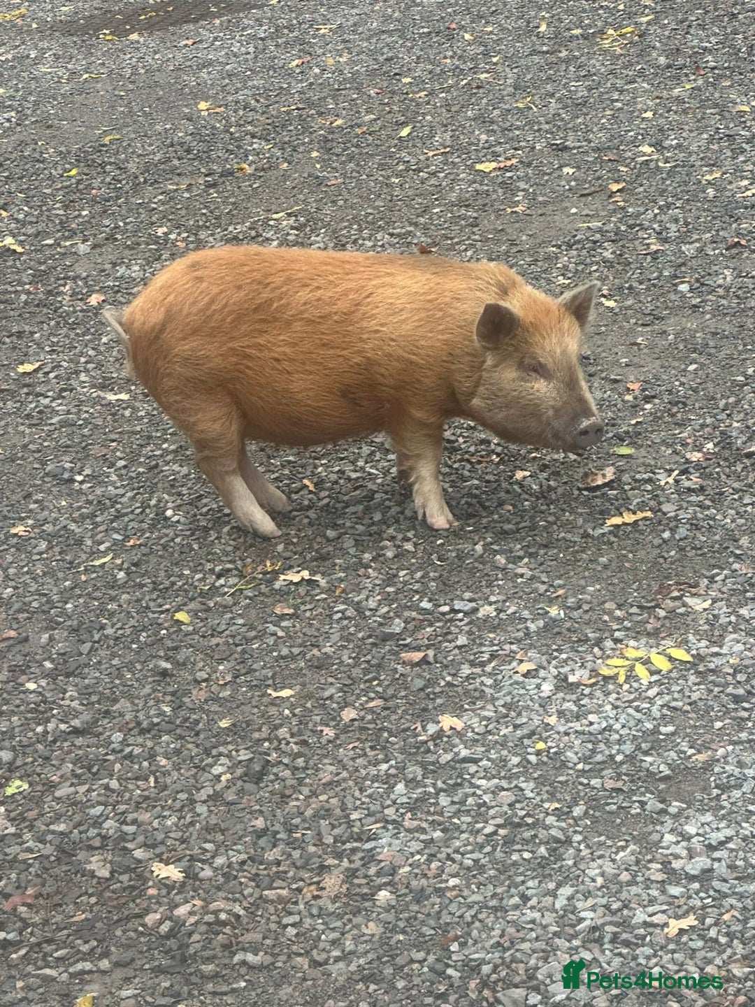 Pig livestock for sale: Female micro pig to a good home - Advert 1