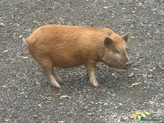 Pig livestock Female micro pig to a good home - Advert 2