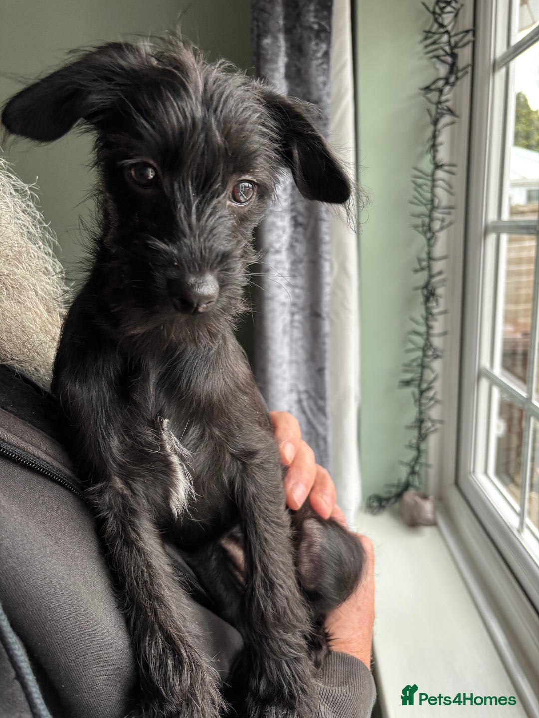Mixed Breed dogs for sale: Bed Italian greyhound x miniature poodle  - Advert 10