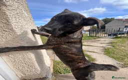 Mixed Breed dogs for sale: One puppy left, Cane Corso X Japanese Akita - Image 4